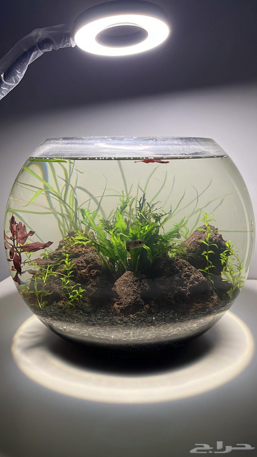 حوض اسمك بلورة بتصميم احترافي64432496007809113