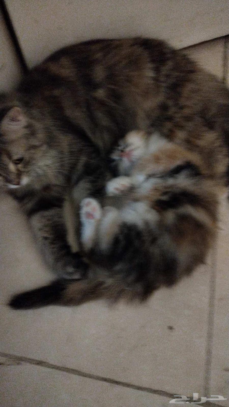 قطه شيرازيه مع كتن64427196224386110