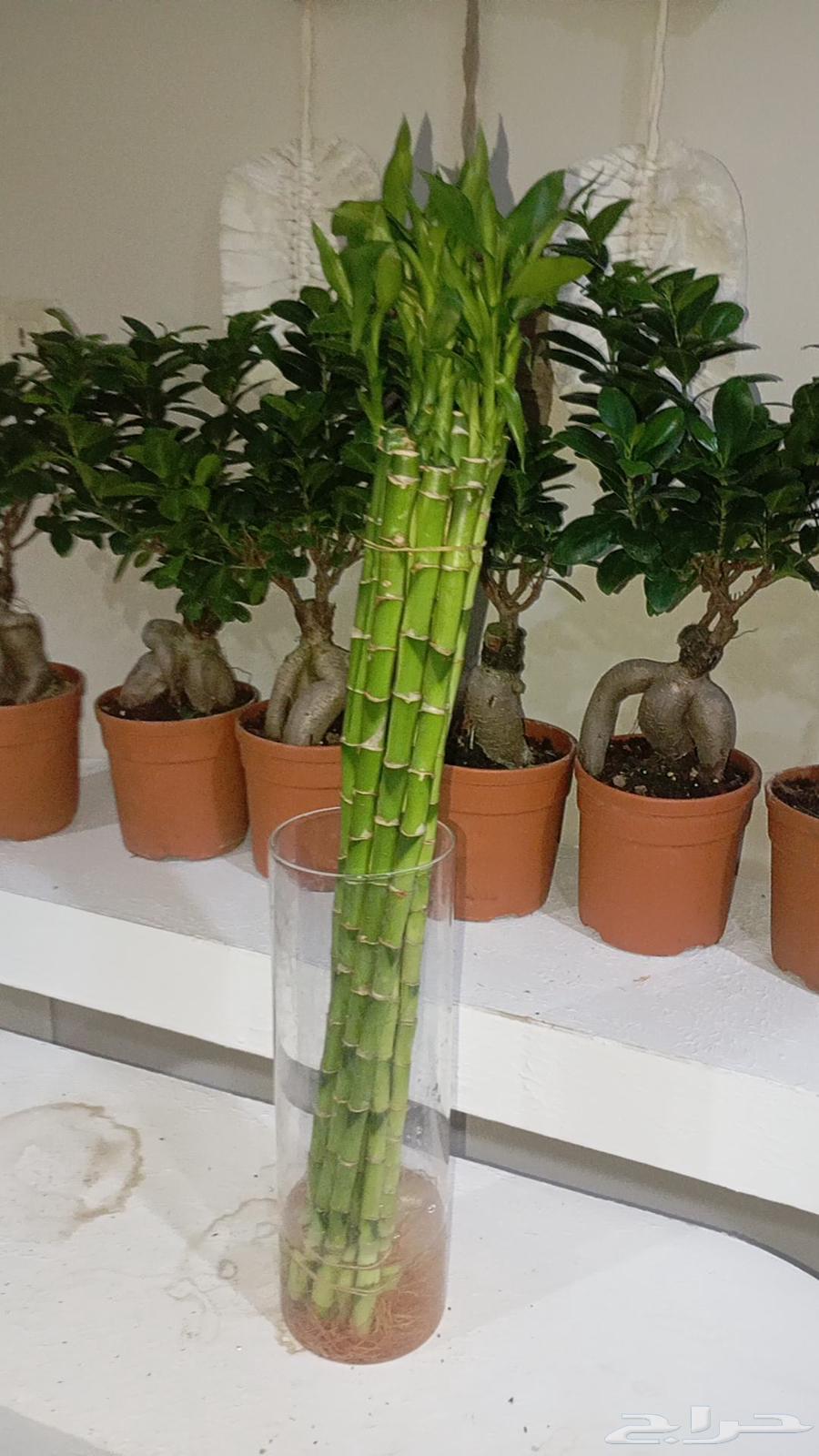 All sizes of bamboo leg Moses stick64429586702851110