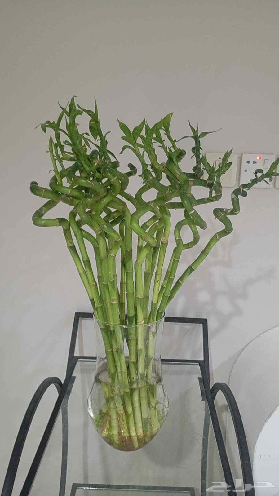 All sizes of bamboo leg Moses stick64429586702851113