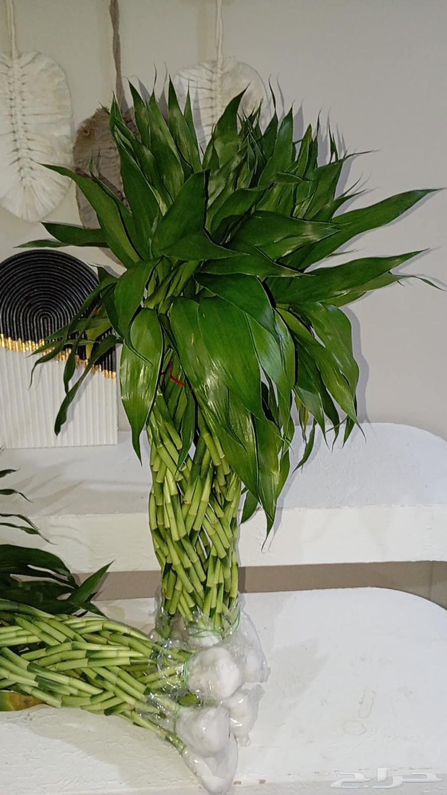 All sizes of bamboo leg Moses stick64429586702851114