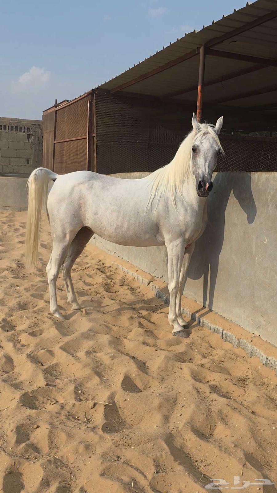 فرس مصرية بيور لقاح وتحتها مهرة64432687062659110