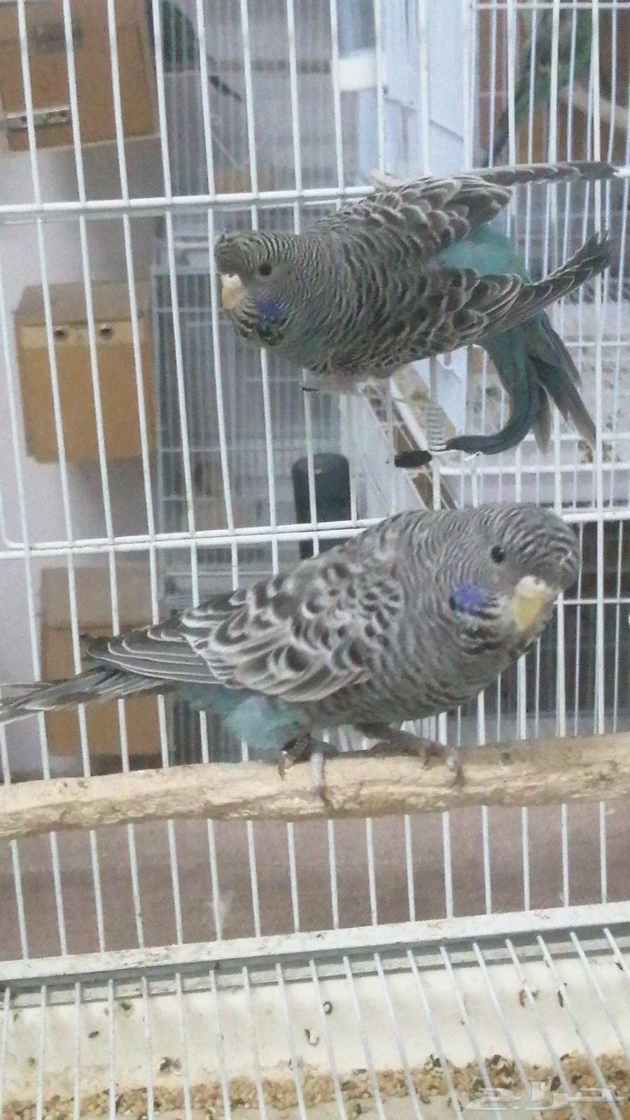 السلام عليكم ورحمة الله وبركاته64429990075523110