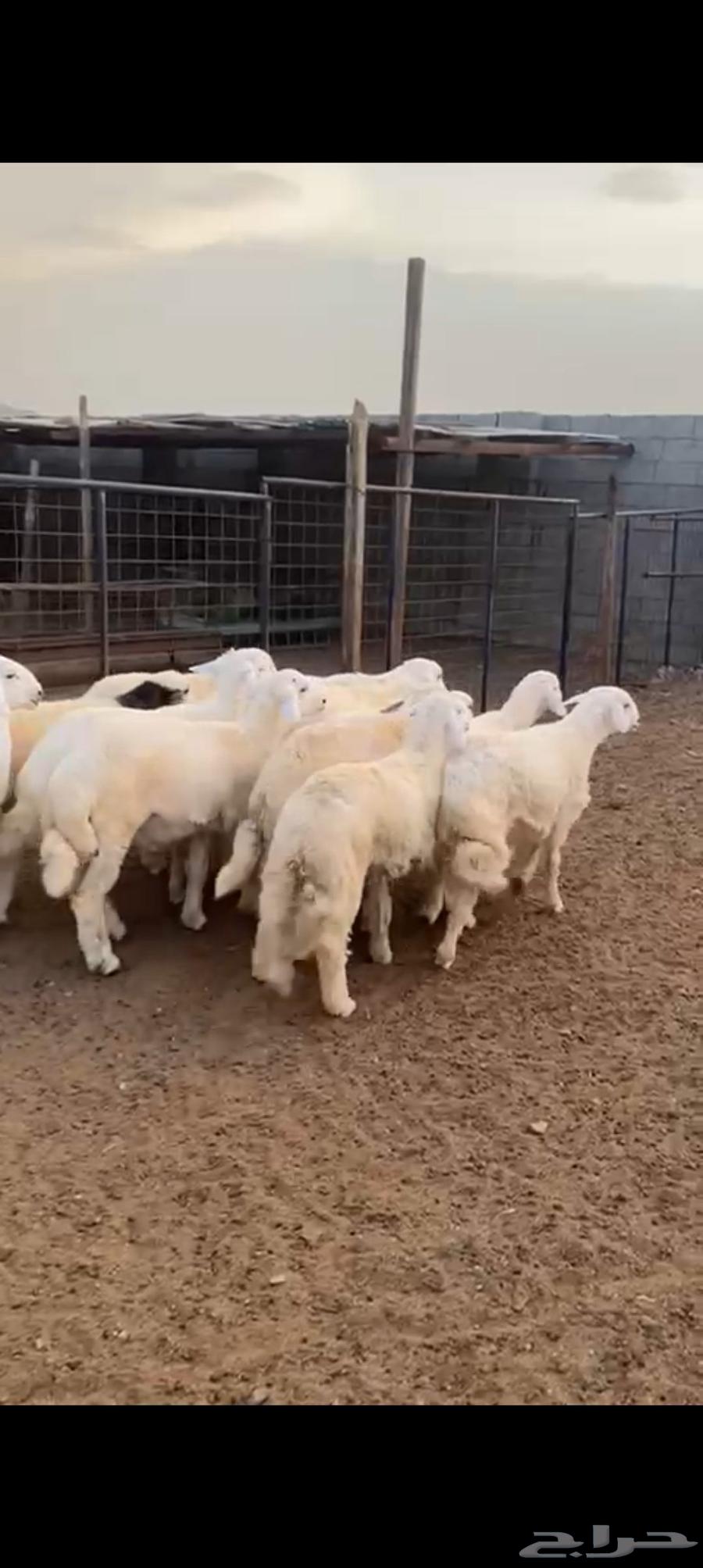 Free-range Italian lambs for sale. Slaughtering and delivery available64428833895682110