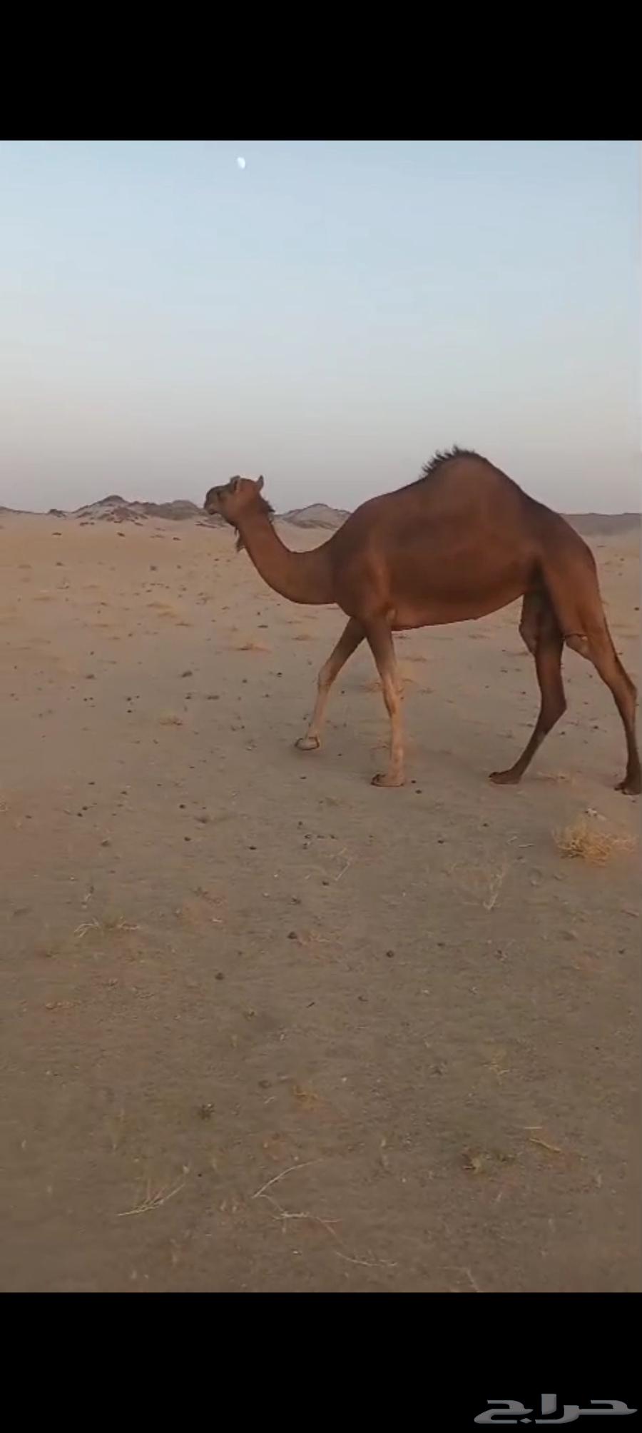 نياق سواحل كفو64427731117699114