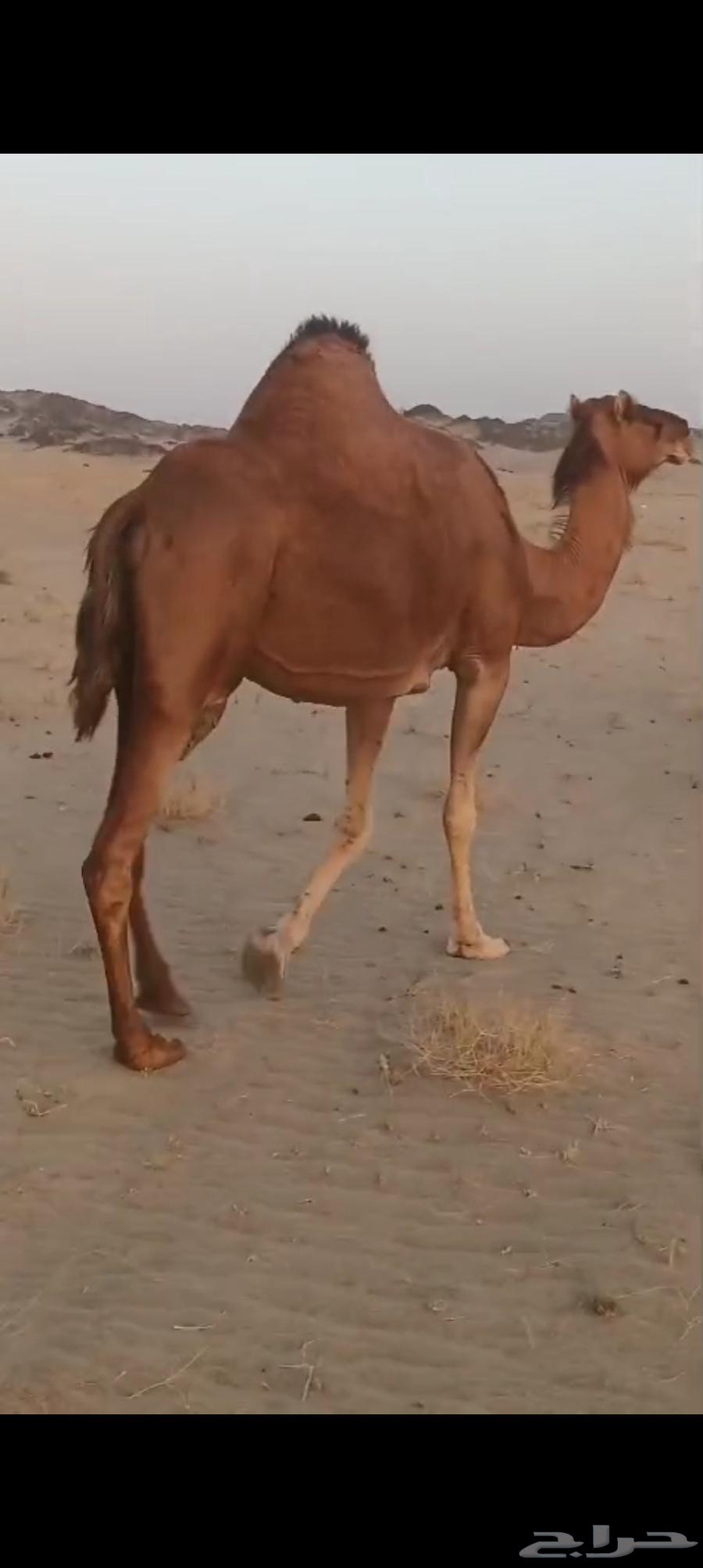 نياق سواحل كفو64427731117699110