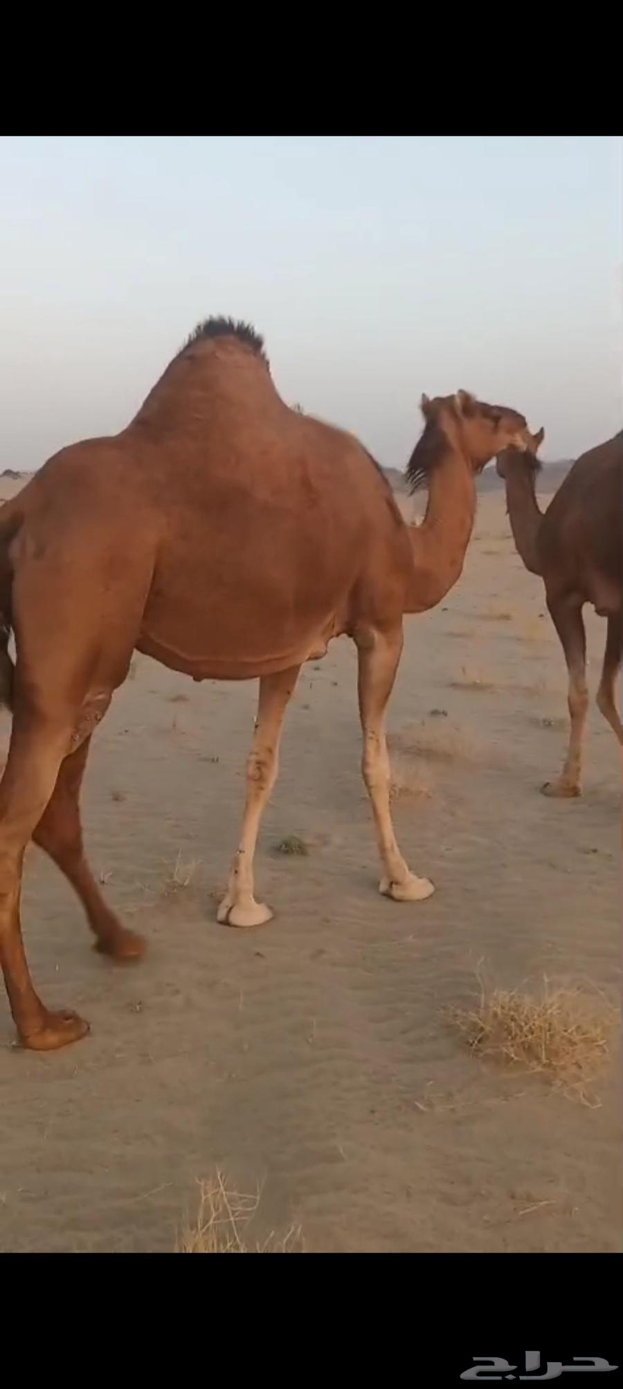 نياق سواحل كفو64427731117699112