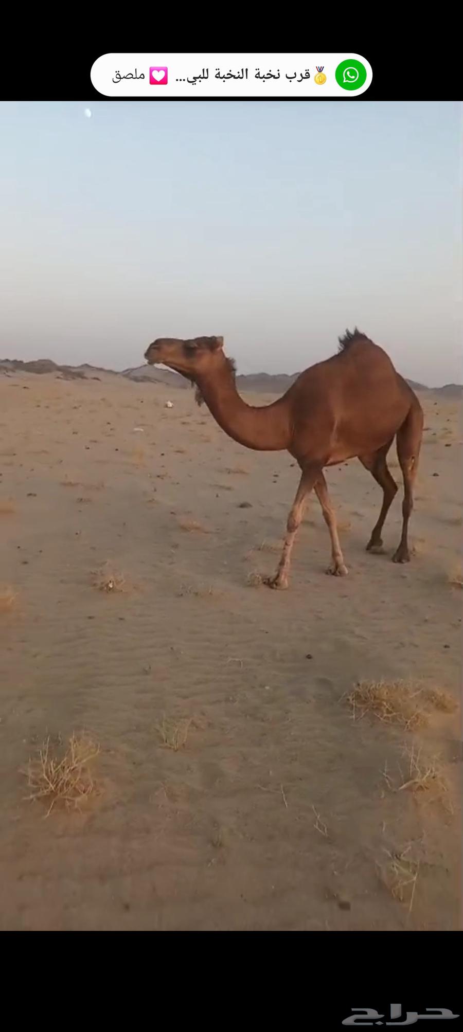 نياق سواحل كفو64427731117699113