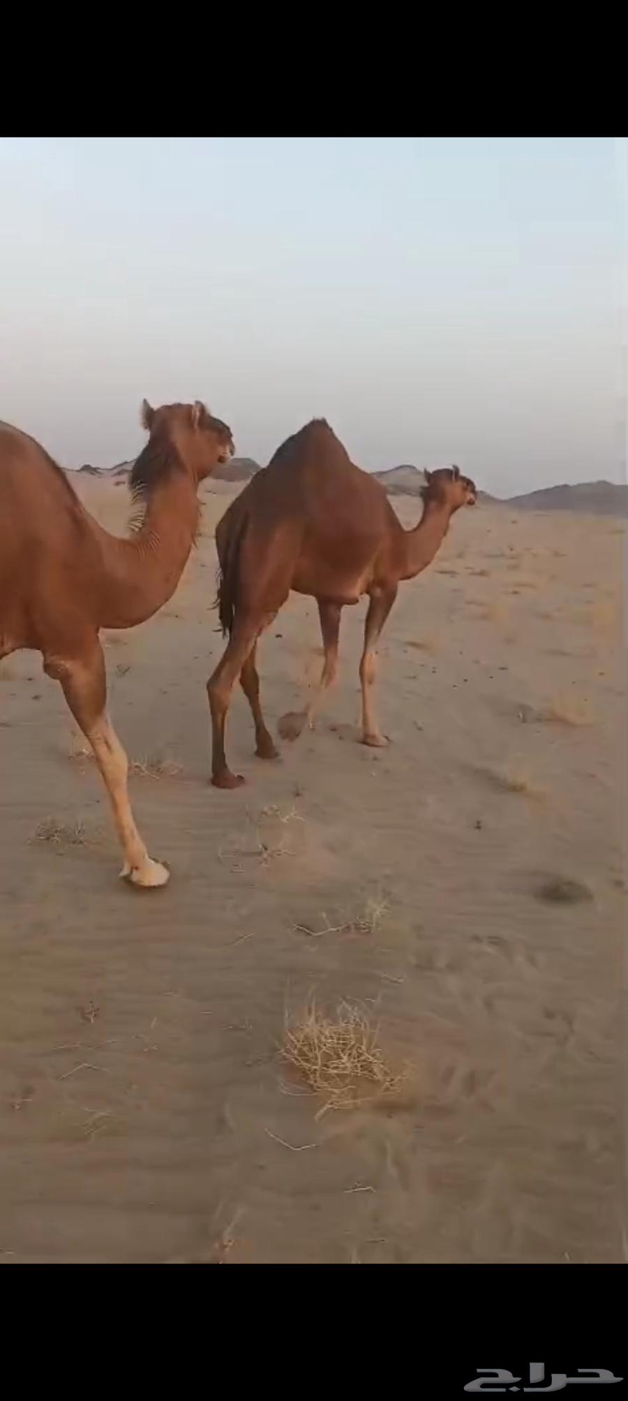 نياق سواحل كفو64427731117699111