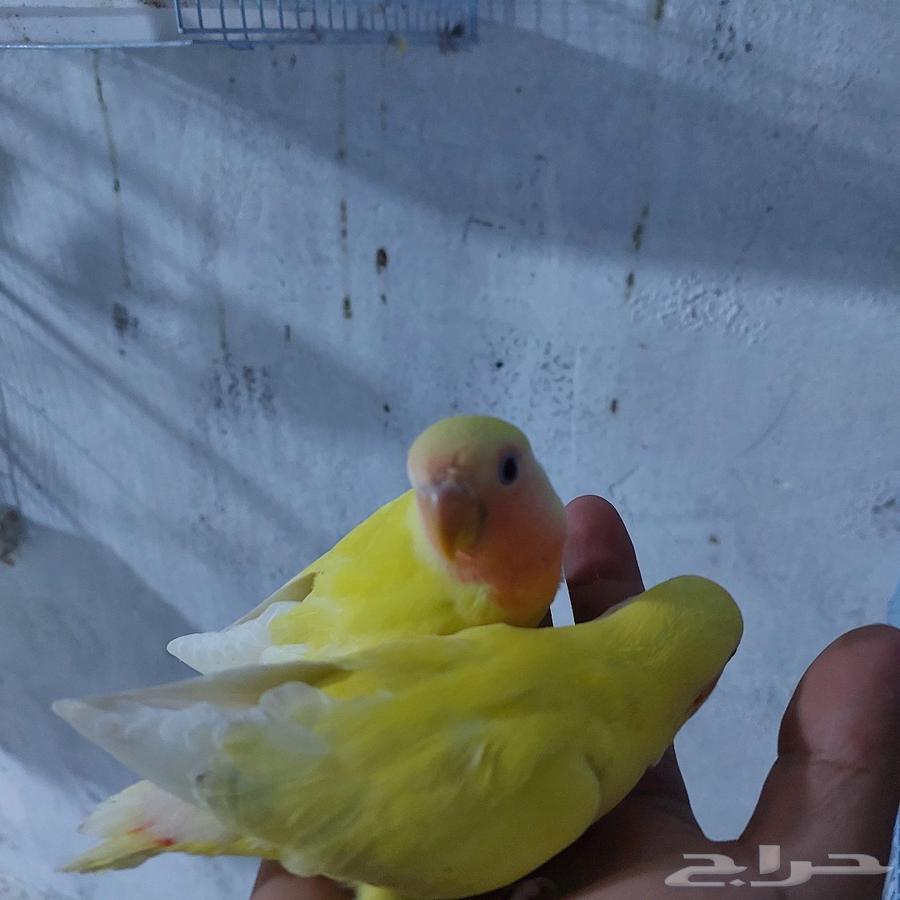 زوج روز اليف ( تم البيع )64429036059137112