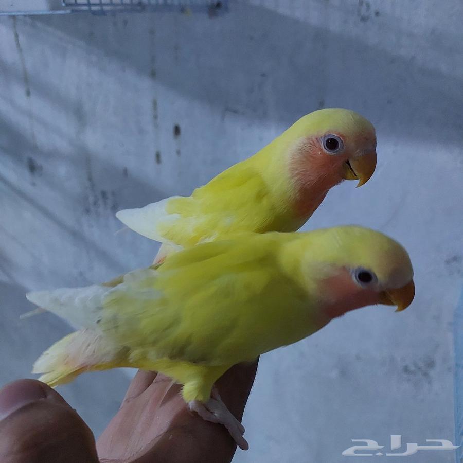 زوج روز اليف ( تم البيع )64429036059137110