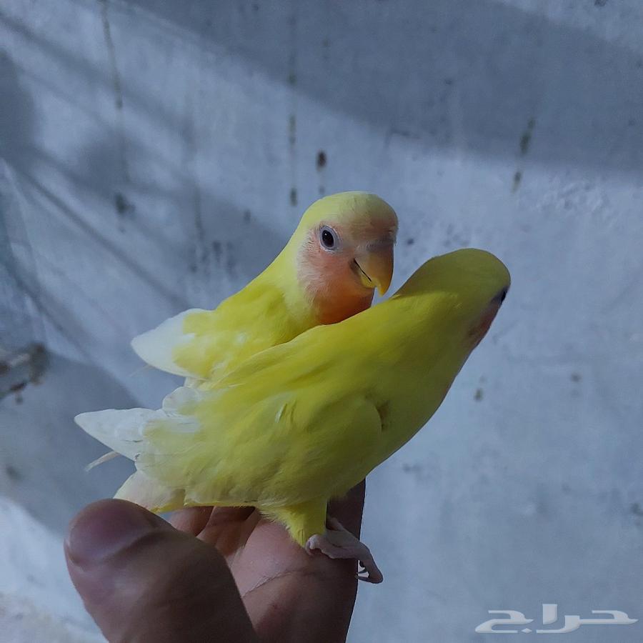 زوج روز اليف ( تم البيع )64429036059137111