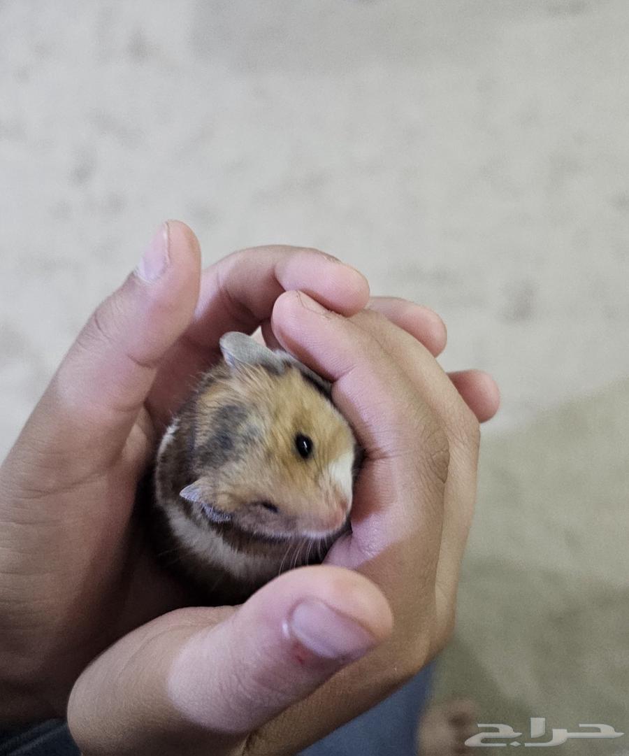 للبيع هامستر مع عيالها64433121212418113