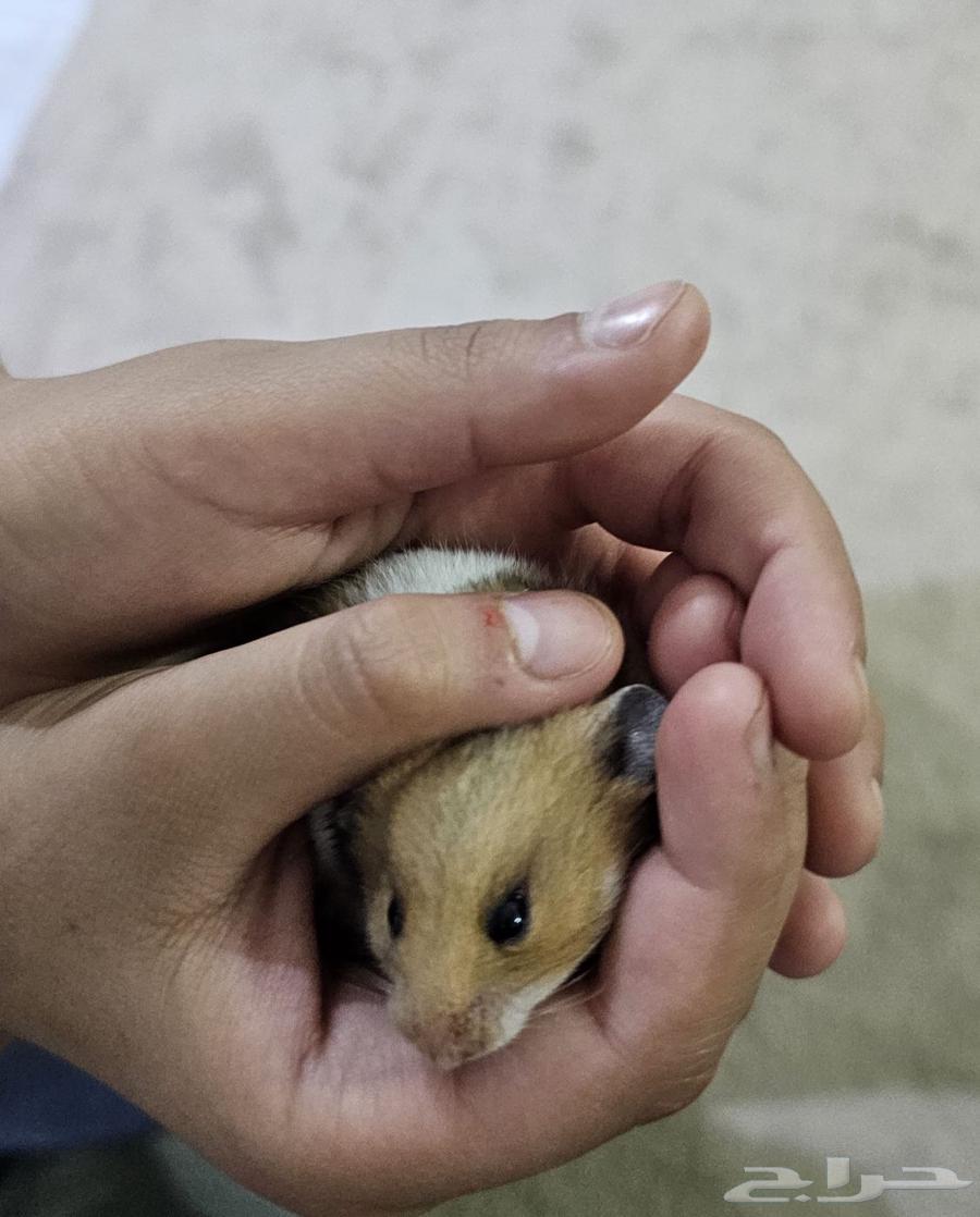 للبيع هامستر مع عيالها64433121212418111