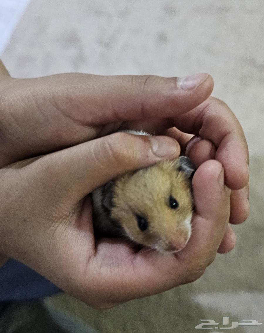 للبيع هامستر مع عيالها64433121212418110