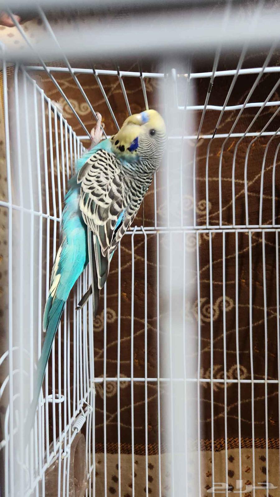 باجي ذكر للبيع64429546252930112