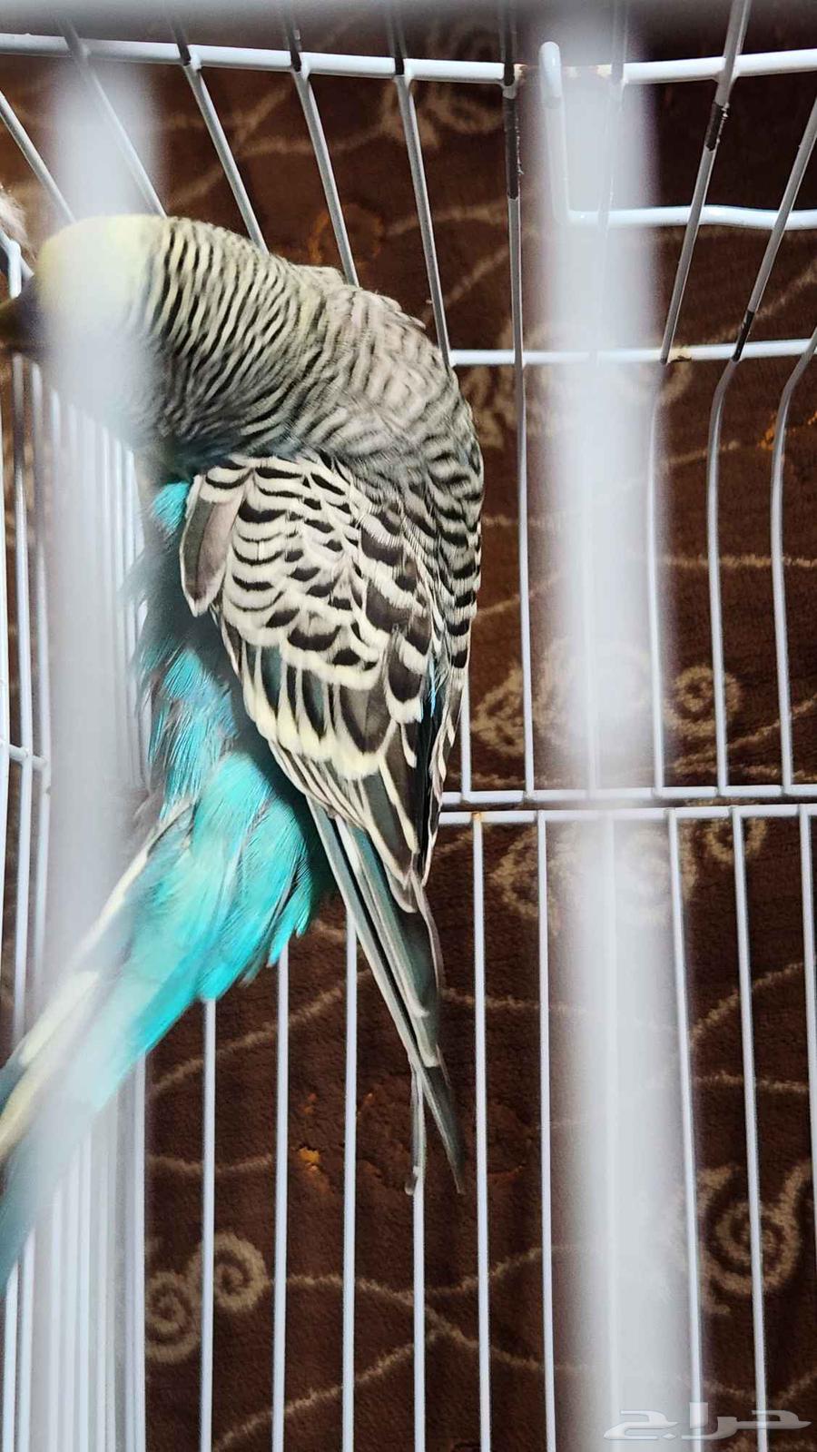 باجي ذكر للبيع64429546252930113