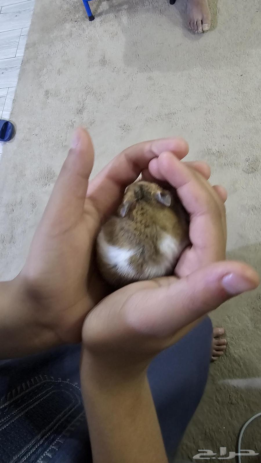 للبيع هامستر مع عيالها64433121212418112