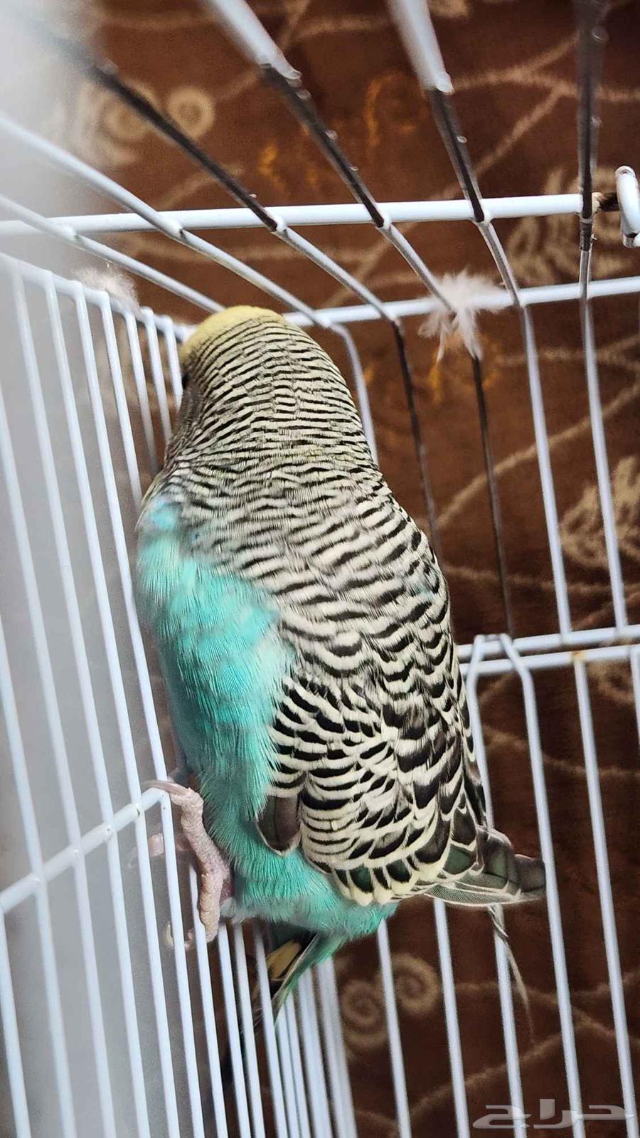 باجي ذكر للبيع64429546252930114