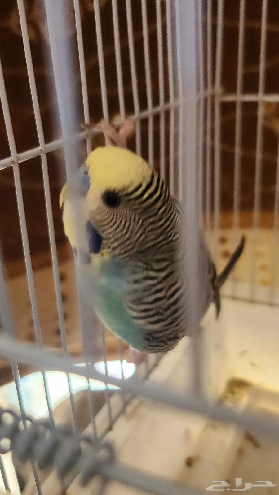 باجي ذكر للبيع64429546252930110