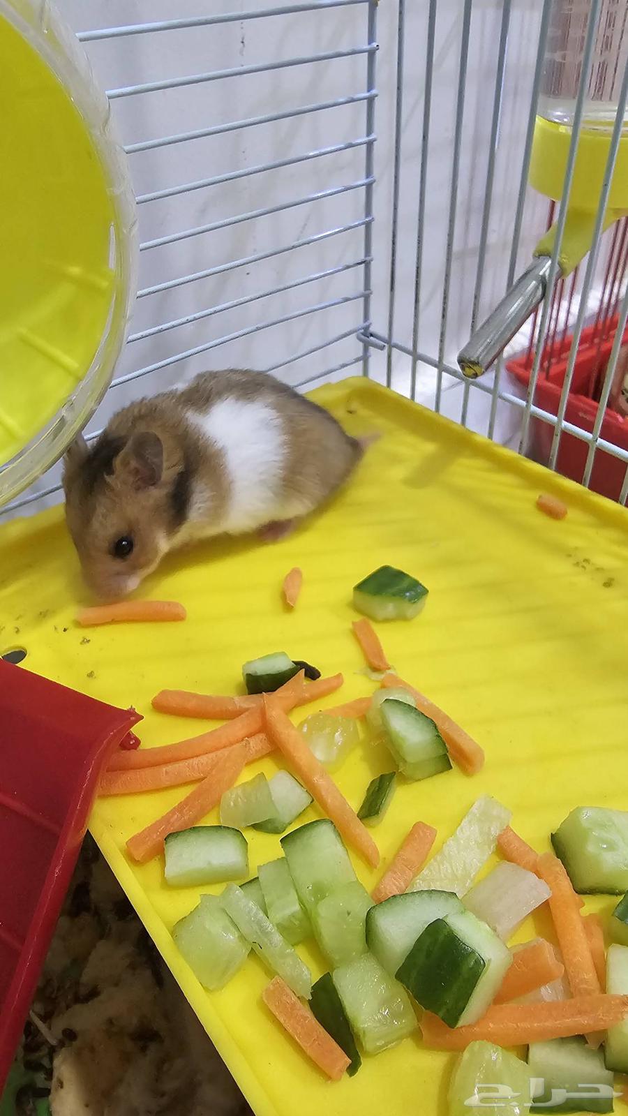 للبيع هامستر مع عيالها64433121212418114