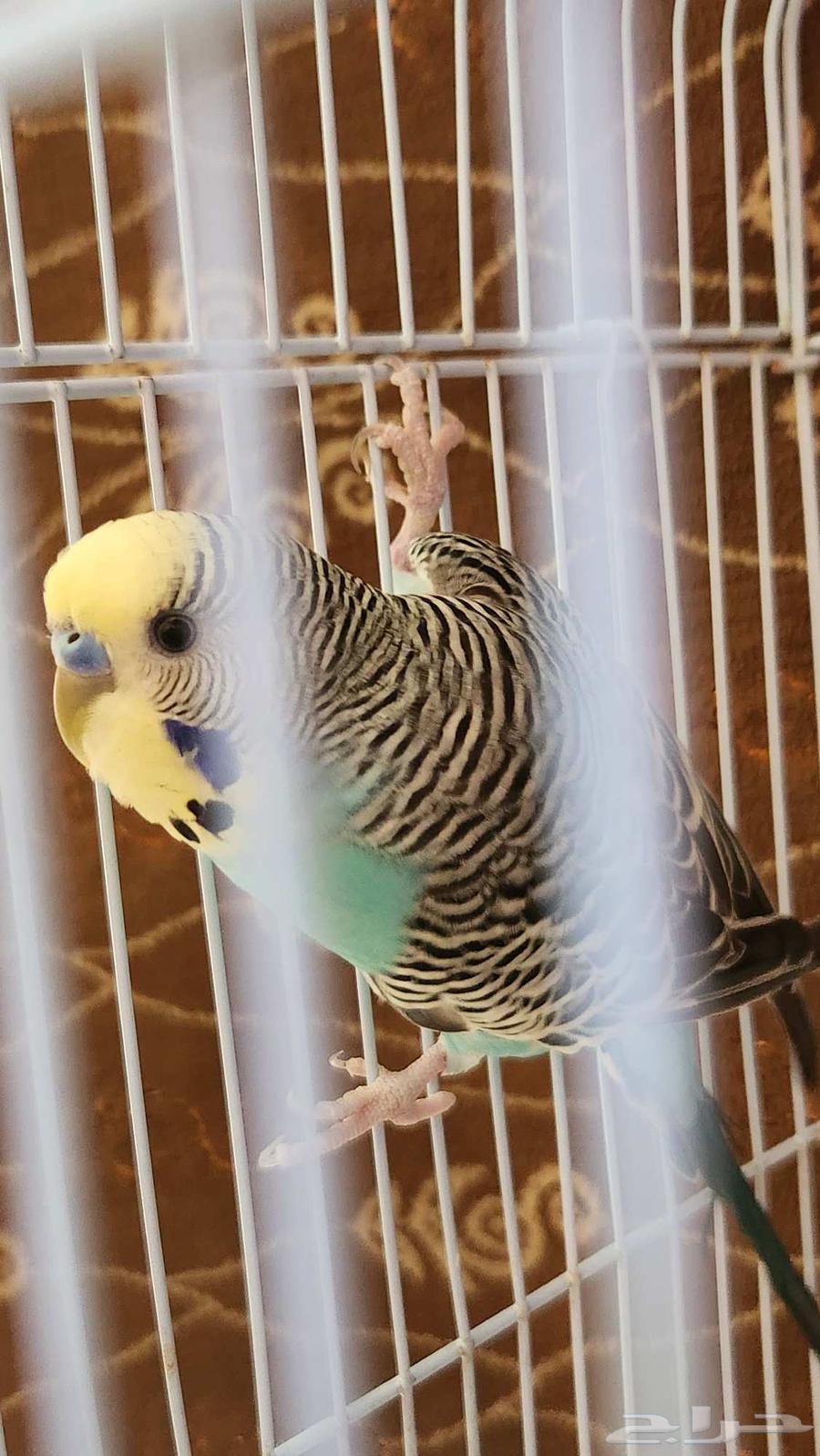 باجي ذكر للبيع64429546252930111