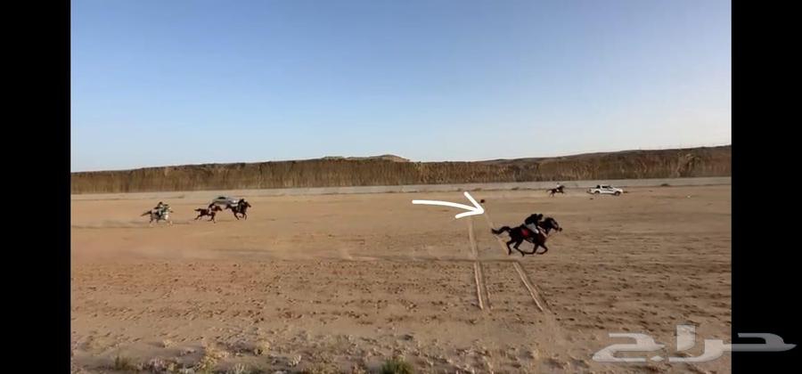 حصان واهو64430448481921113