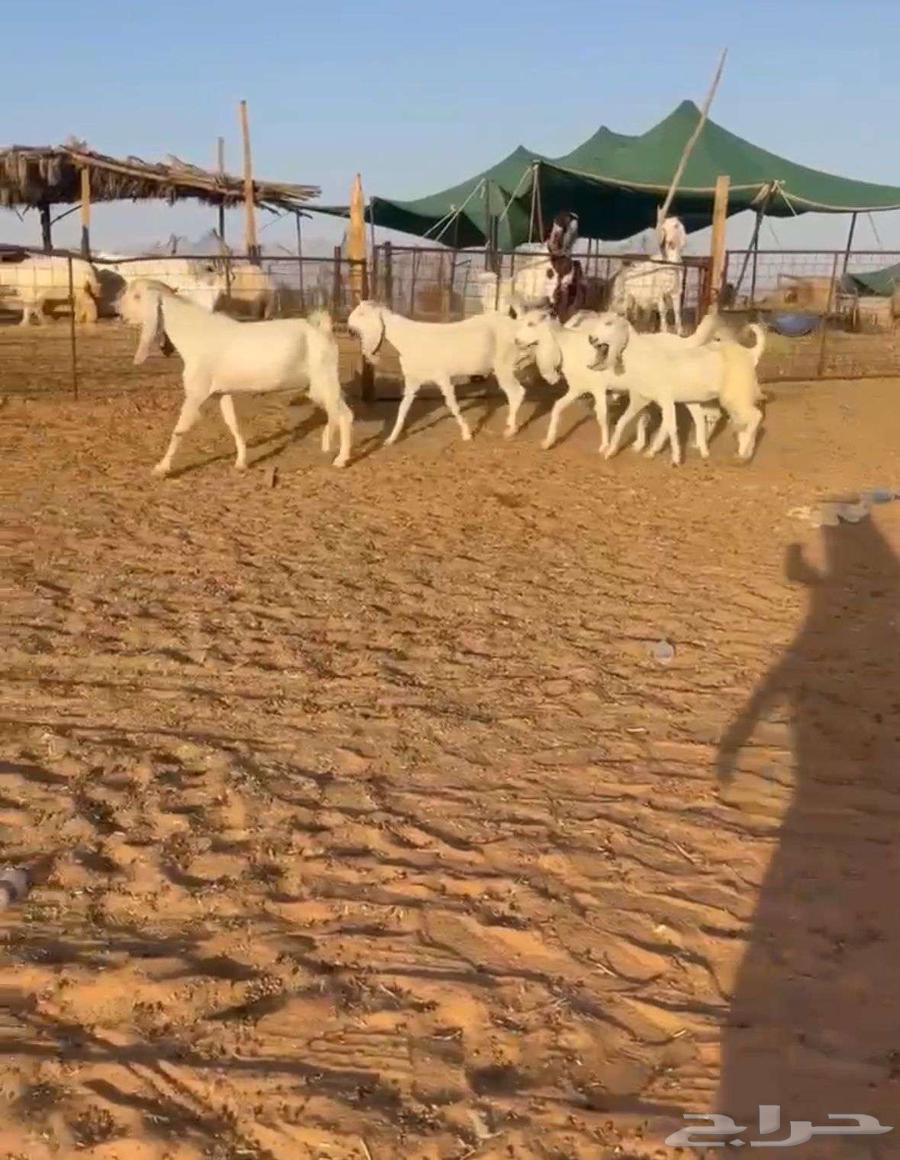 جفرات مصريات طيبه((( تم البيع )))64431896449795110