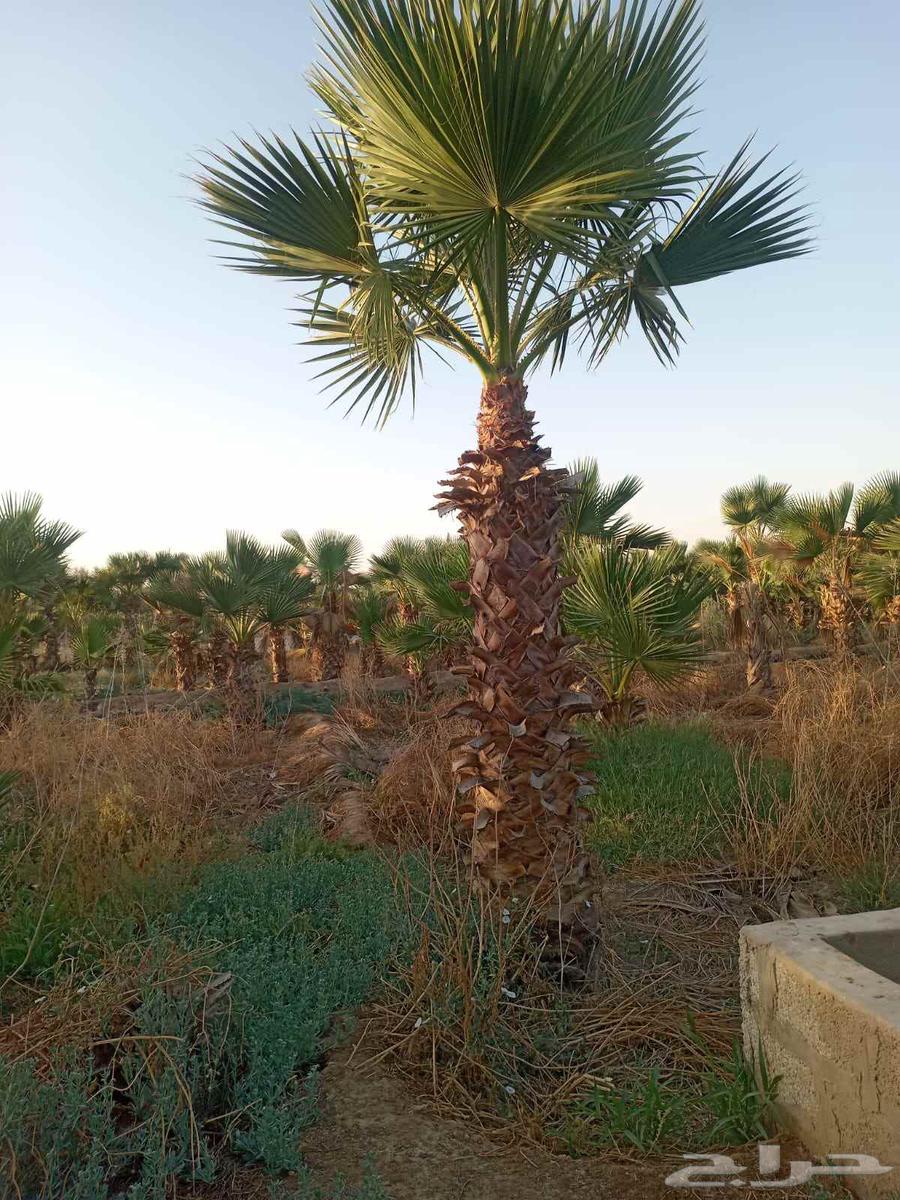 نخل زينه للبيع مكه الخرج الرياض المدينه المنوره64431332080131111