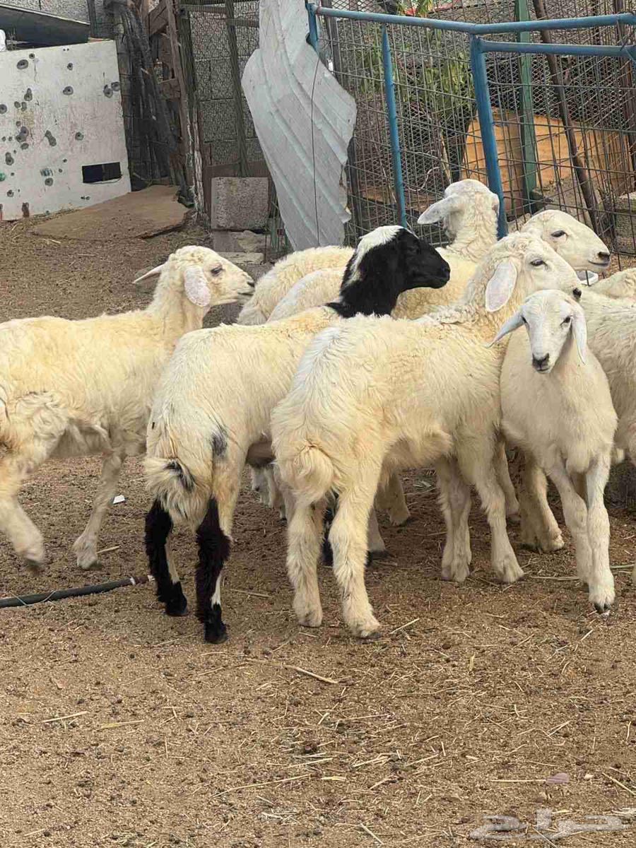 Talyan warkhal...64418472122497112