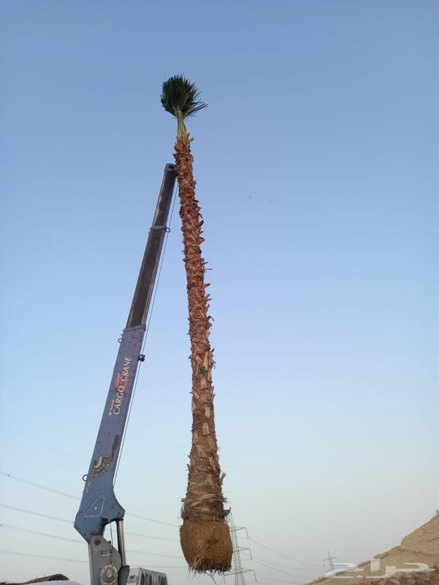 نخل زينه للبيع مكه الخرج الرياض المدينه المنوره64431332080131114
