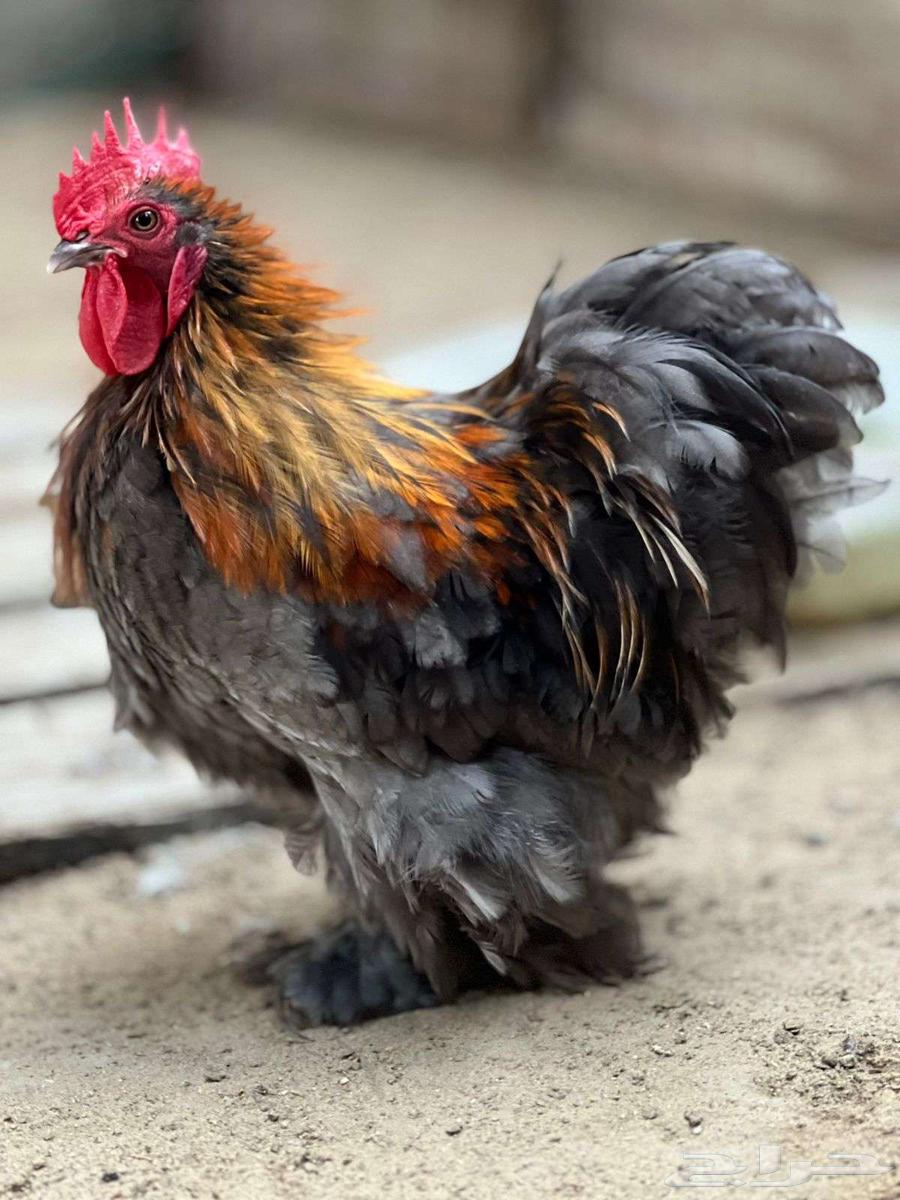 جوز كوشن بلو64428255272451110