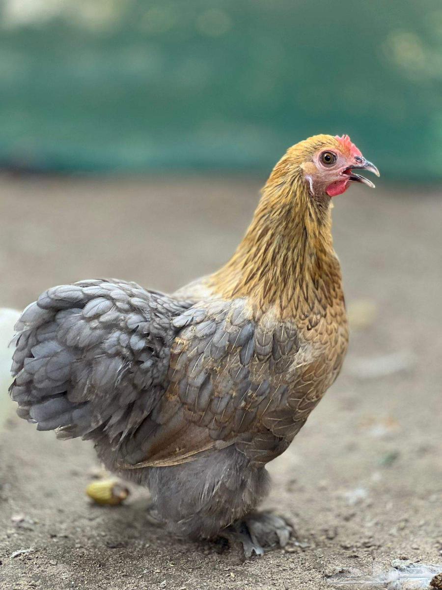 جوز كوشن بلو64428255272451111