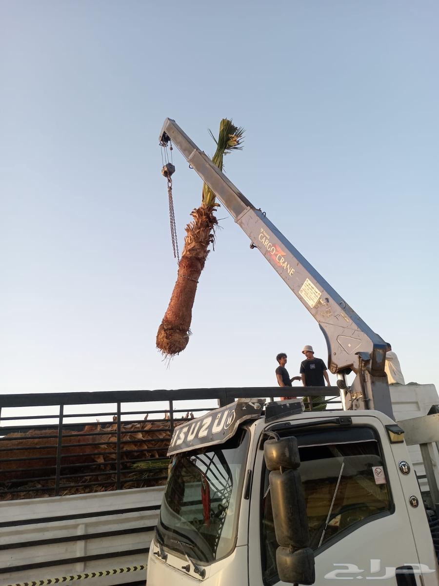 نخل زينه للبيع مكه الخرج الرياض المدينه المنوره64431332080131110