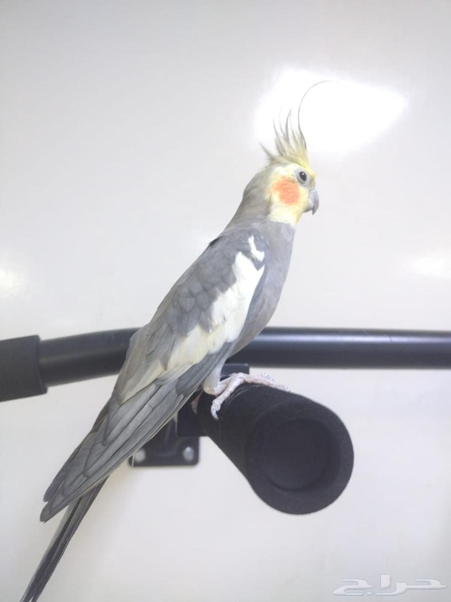 للبيع ذكر كروان غير اليف64430503009410111