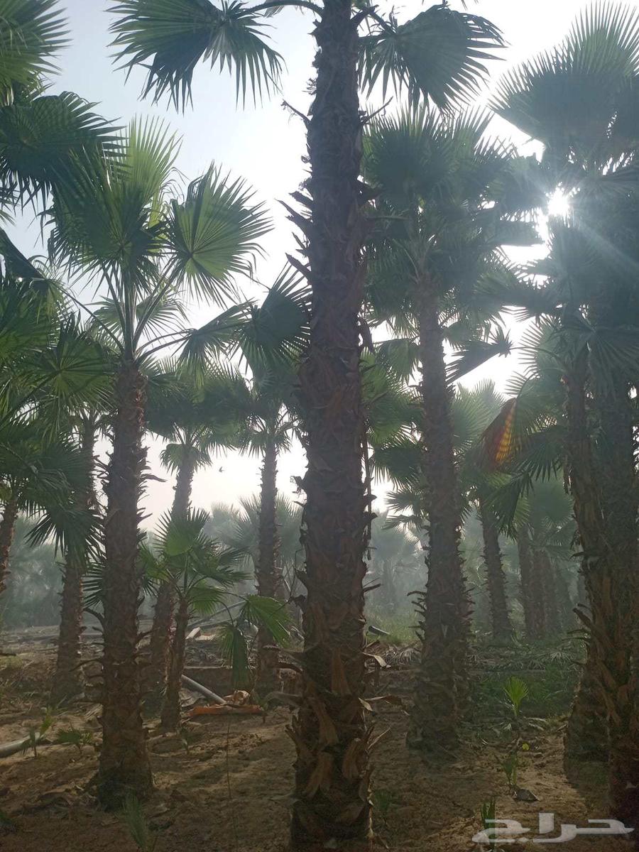 نخل زينه للبيع مكه الخرج الرياض المدينه المنوره64431332080131113