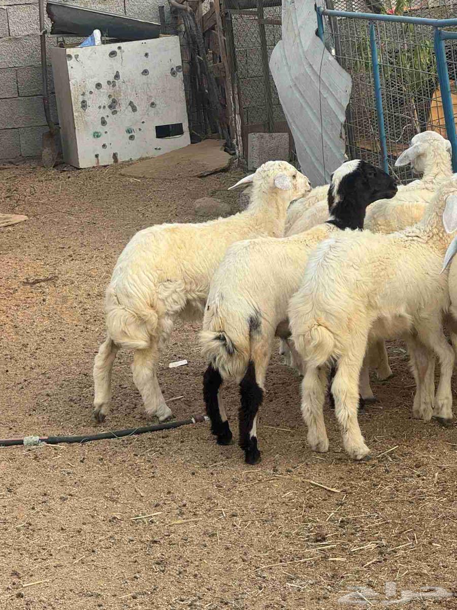 Talyan warkhal...64418472122497111