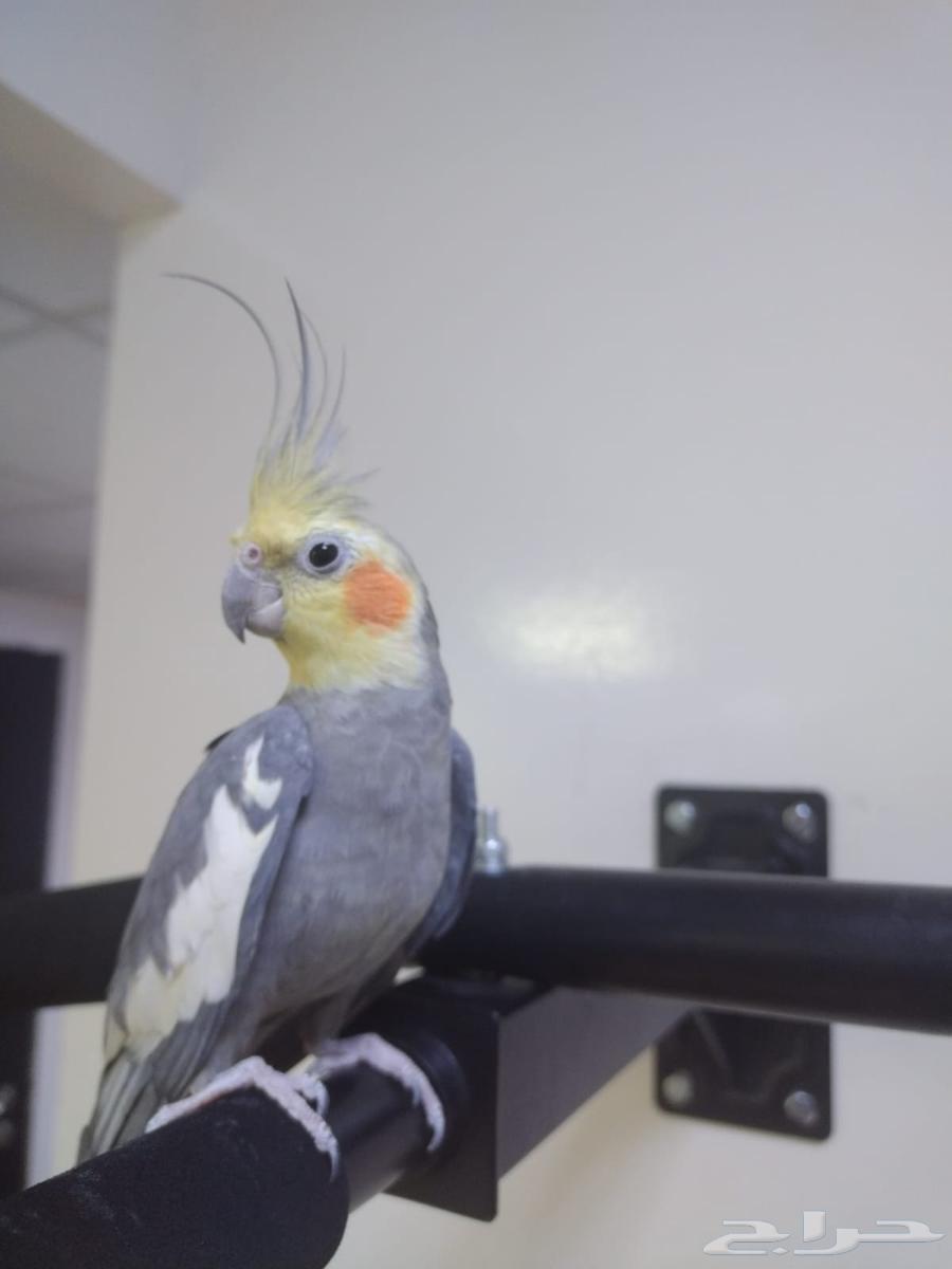 للبيع ذكر كروان غير اليف64430503009410110