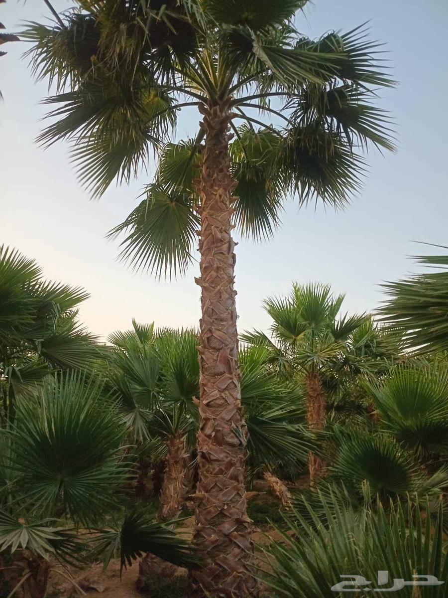 نخل واشنطن64879286316802114