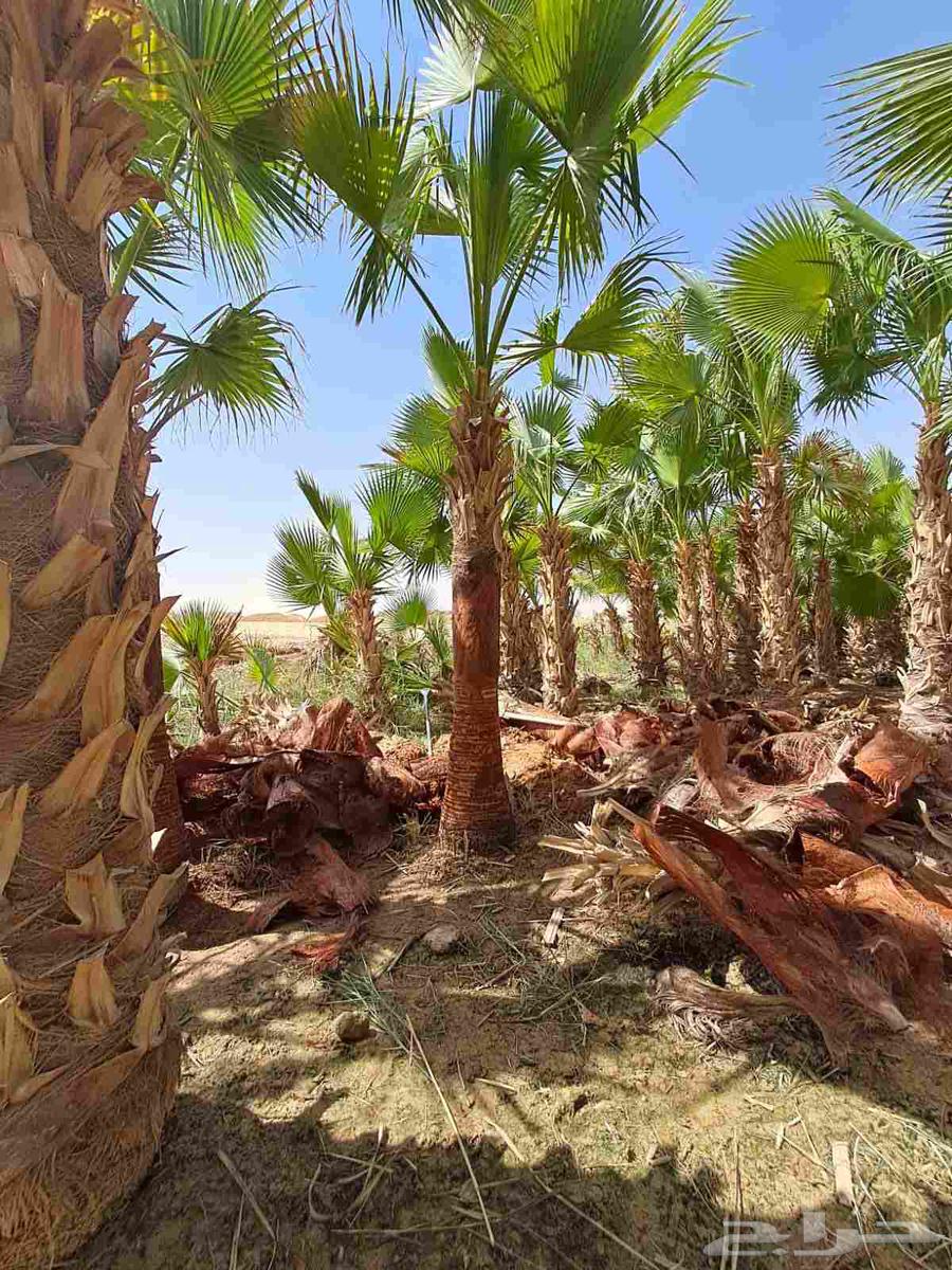 Decorative palm trees for sale with delivery to all areas of the Kingdom64431278360193110