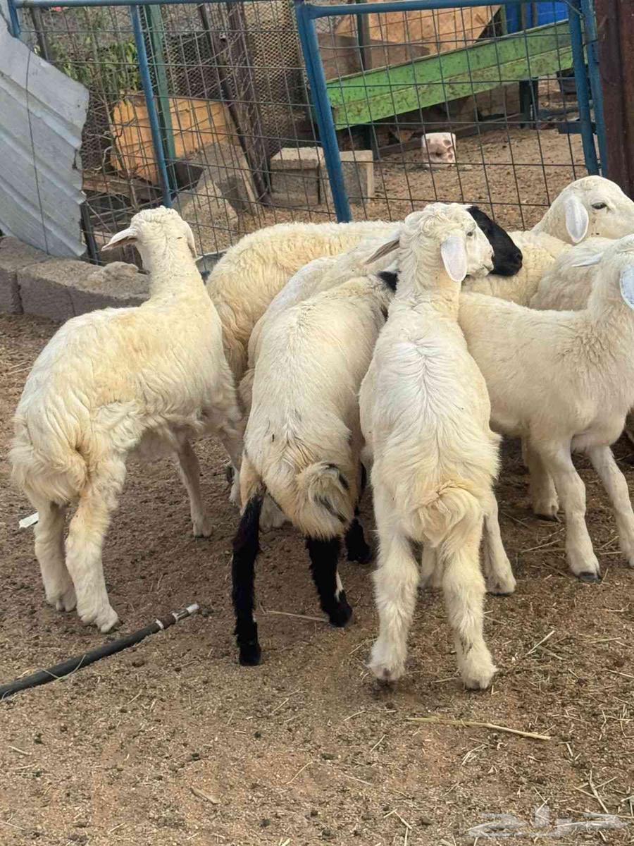 Talyan warkhal...64418472122497113