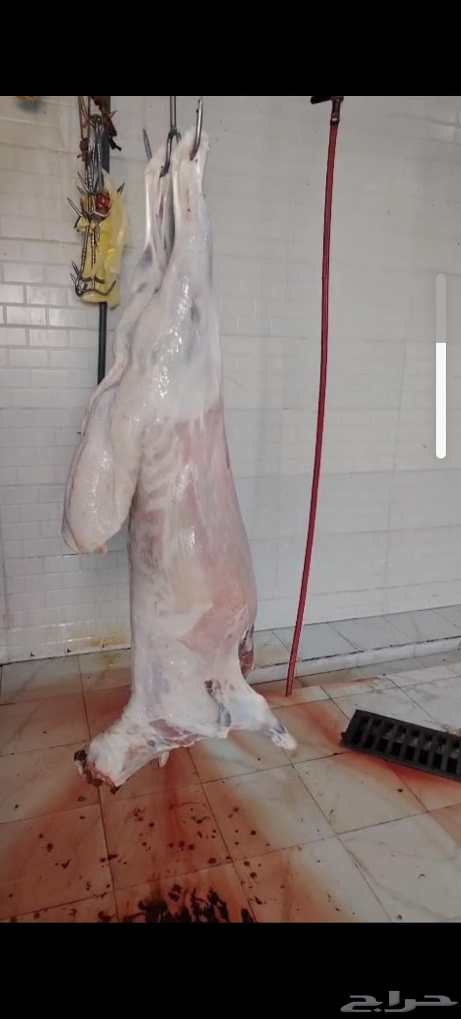 طليان حري للبيع64428483259906110