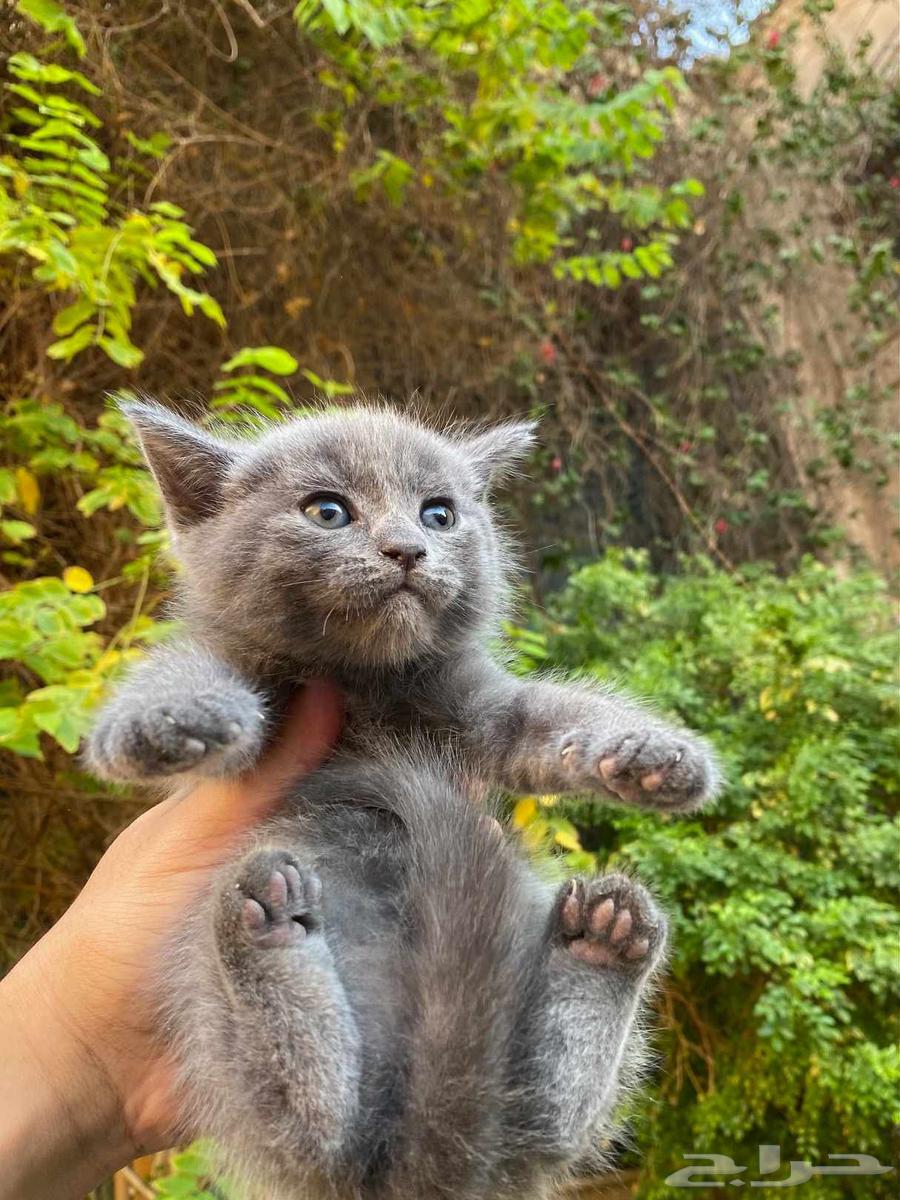 كيتن سكوتش فولد مطعمين للبيع ولايوجد تبني64426268487809111