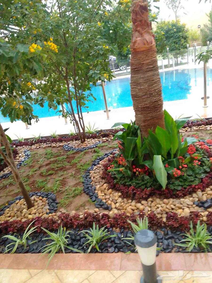تنسيق حدائق وزراعه التيل وتركيب شبكة الري64143197172994110