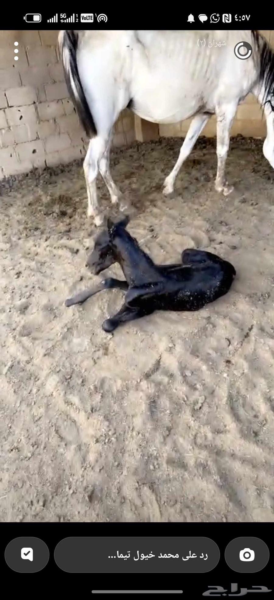 حصان واهو64430448481921114