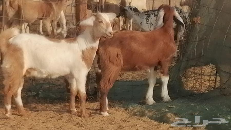 Egyptian goats, high-quality breeds, Egyptian goats classification64427290880129110