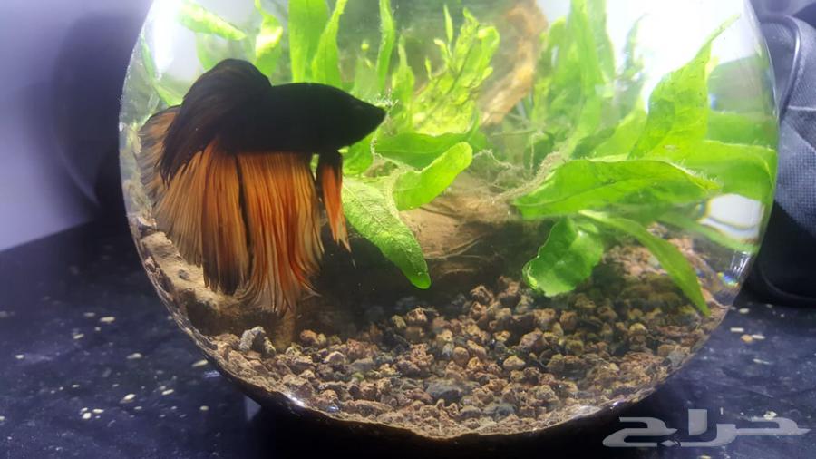 حوض اسمك بلورة بتصميم احترافي64432496007809110