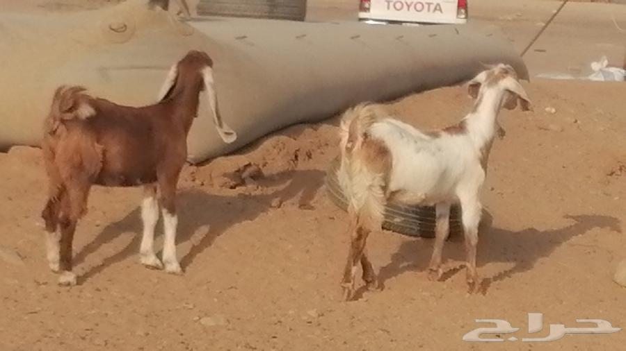 Egyptian goats, high-quality breeds, Egyptian goats classification64427290880129114