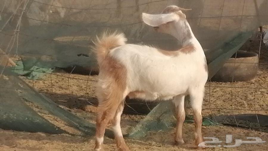 Egyptian goats, high-quality breeds, Egyptian goats classification64427290880129113