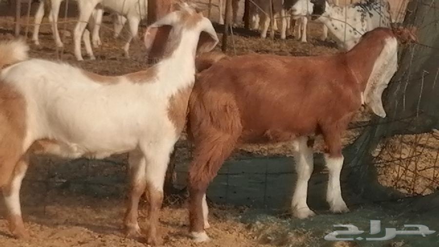Egyptian goats, high-quality breeds, Egyptian goats classification64427290880129112